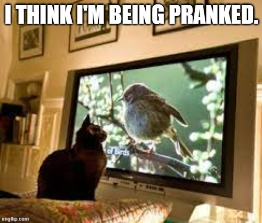 memes by Brad - My cat thinks the cat on TV is real | image tagged in cats,funny,kittens,funny cat memes,cute kittens | made w/ Imgflip meme maker