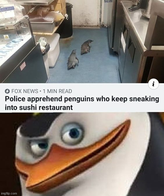 Kowalski, analysis | image tagged in memes,funny | made w/ Imgflip meme maker