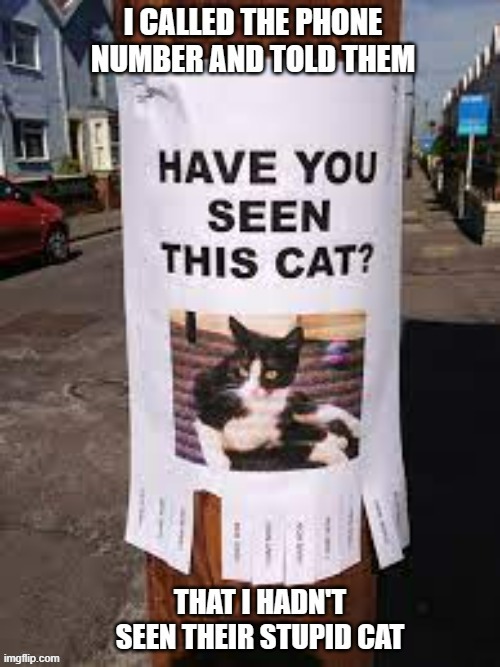 memes by Brad - Have you seen my cat? | image tagged in funny,cats,kittens,funny cat memes,cute kitten,humor | made w/ Imgflip meme maker