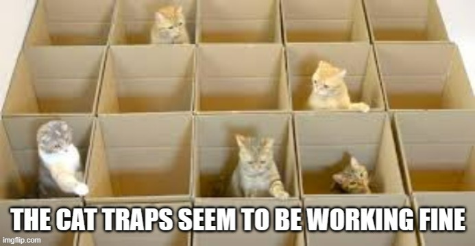 memes by Brad - My cat trap works nice | image tagged in funny,cats,funny cat memes,cute kittens,humor,kittens | made w/ Imgflip meme maker