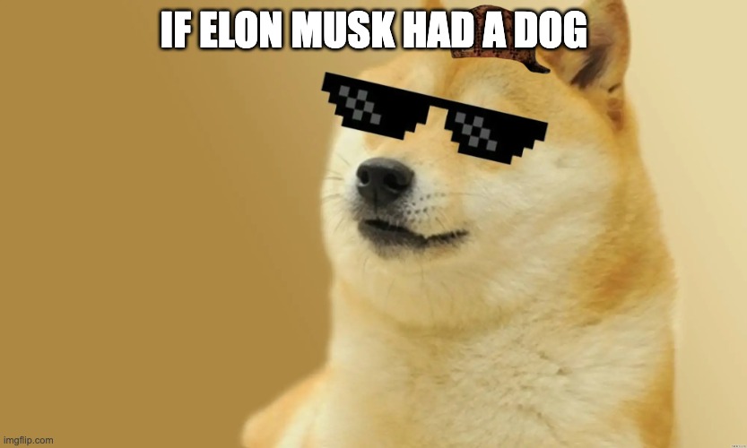 IF ELON MUSK HAD A DOG | image tagged in doge | made w/ Imgflip meme maker