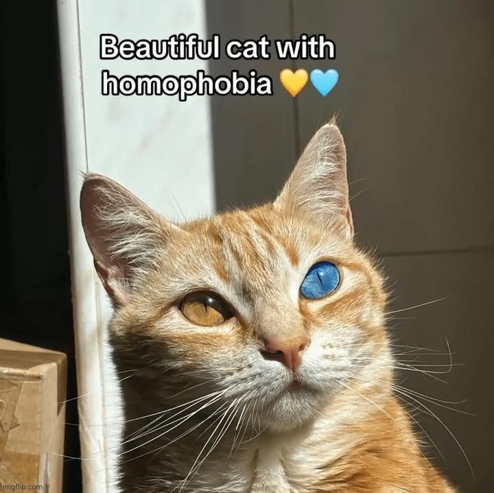 a cat with homophobia in its eyes | made w/ Imgflip meme maker