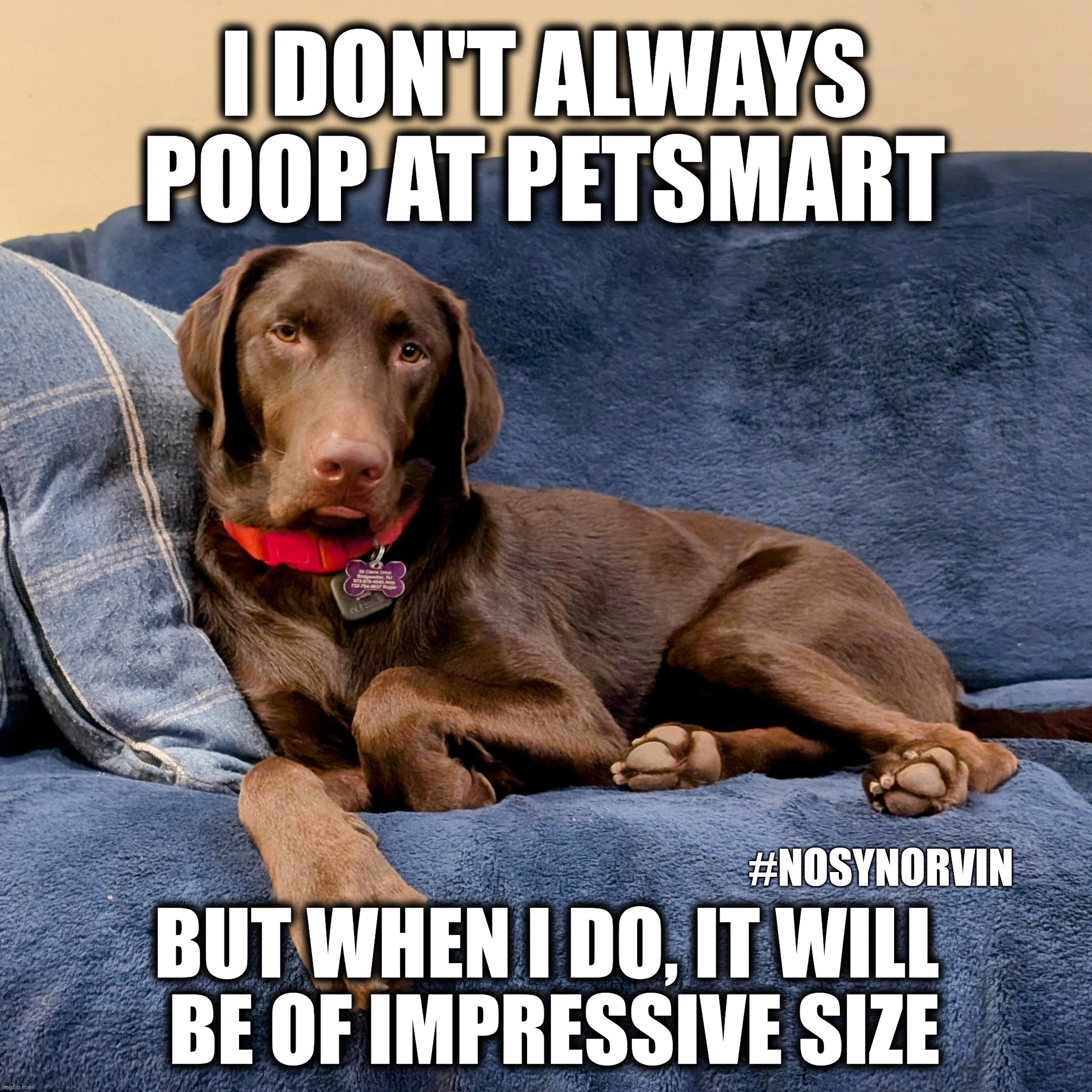 Pooping in PetSmart | I DON'T ALWAYS POOP AT PETSMART; #NOSYNORVIN; BUT WHEN I DO, IT WILL 
BE OF IMPRESSIVE SIZE | image tagged in pooping,funny,dogs,labrador,nosynorvin | made w/ Imgflip meme maker