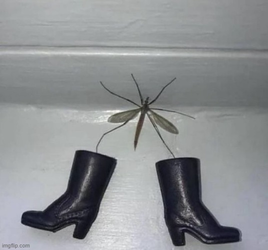 fashionable crane fly | image tagged in fashionable crane fly | made w/ Imgflip meme maker