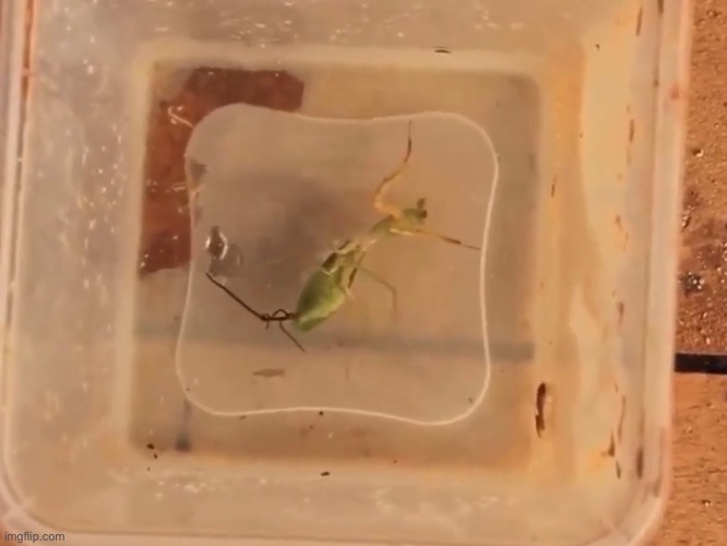 Mildésmallington mantis | made w/ Imgflip meme maker