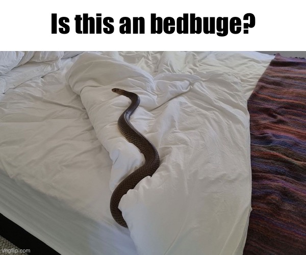 Is this an bedbuge? | made w/ Imgflip meme maker