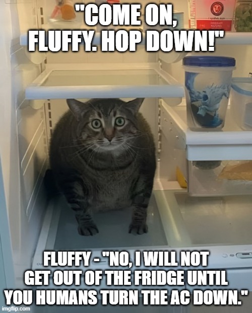 Cat in fridge - Imgflip