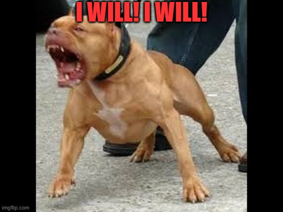 pitbull angry | I WILL! I WILL! | image tagged in pitbull angry | made w/ Imgflip meme maker