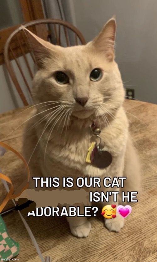 this is our cat ___! isn't he adorable? | image tagged in this is our cat ___ isn't he adorable | made w/ Imgflip meme maker