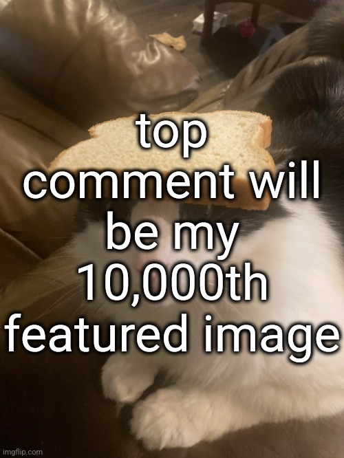 bread cat | top comment will be my 10,000th featured image | image tagged in bread cat | made w/ Imgflip meme maker