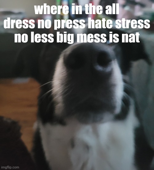 tweaks dock | where in the all dress no press hate stress no less big mess is nat | image tagged in tweaks dock | made w/ Imgflip meme maker