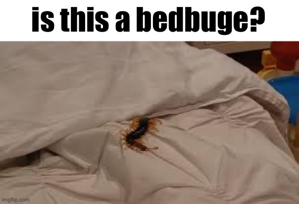 is this a bedbuge? | made w/ Imgflip meme maker