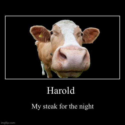 Medium Rare? | Harold | My steak for the night | image tagged in funny,demotivationals | made w/ Imgflip demotivational maker