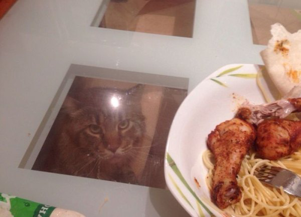 Hungry cat under the table Blank Meme Template