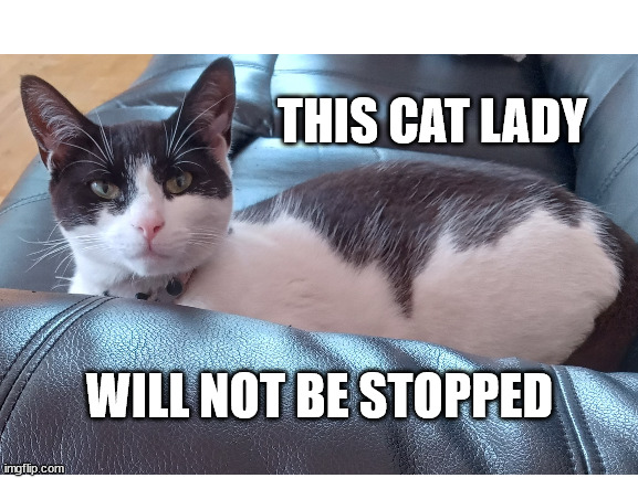 This cat lady will not be stopped | THIS CAT LADY; WILL NOT BE STOPPED | image tagged in cat,cat lady,politics,american politics | made w/ Imgflip meme maker
