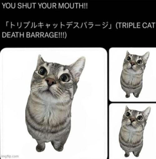 TRIPLE CAT BARRAGE | image tagged in triple cat barrage | made w/ Imgflip meme maker