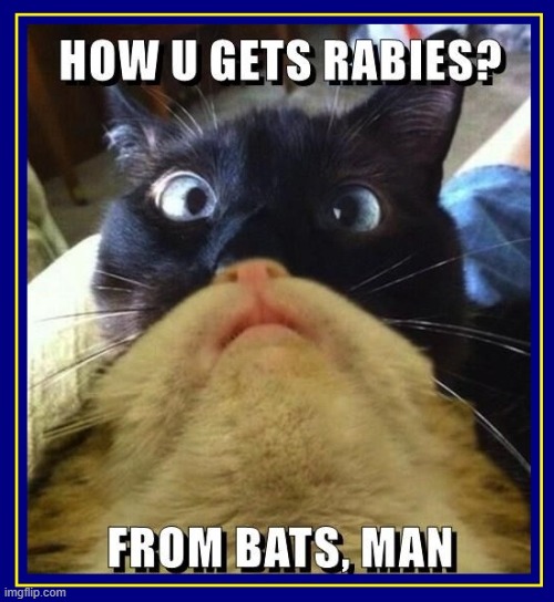 DUH-NUH-NUH-NUH-NUH-NUH-NUH-NUH, BATMAN. | image tagged in vince vance,cats,hamster,guinea pig,funny cat memes,batman | made w/ Imgflip meme maker