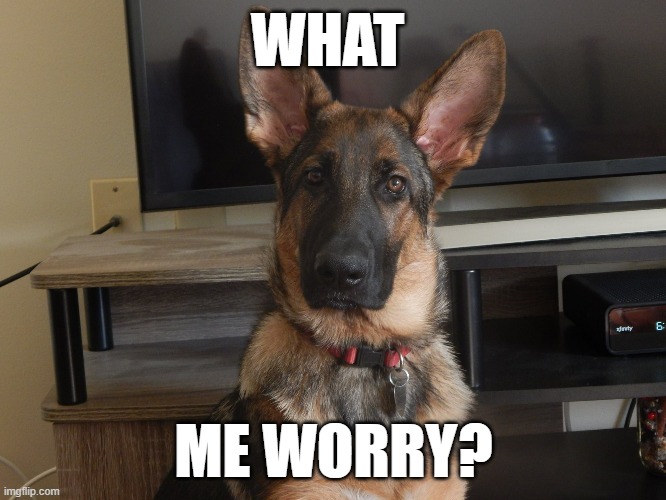 What me worry | WHAT; ME WORRY? | image tagged in not worried,not scared,dog,funny,what me worry,german shepherd | made w/ Imgflip meme maker