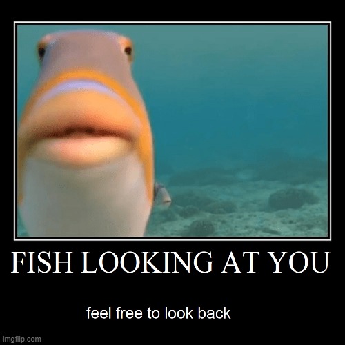 "Here's Looking at You, Kid." —Bogie the Fish | image tagged in vince vance,fish,aquarium,memes,staring contest,under the sea | made w/ Imgflip meme maker