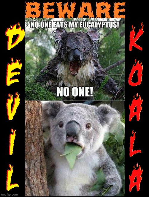 Beware: The Devil Koala | image tagged in vince vance,surprised koala,koalas,devil,koala,memes | made w/ Imgflip meme maker