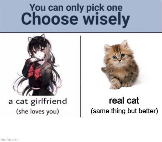 Choose wisely | real cat; (same thing but better) | image tagged in choose wisely | made w/ Imgflip meme maker