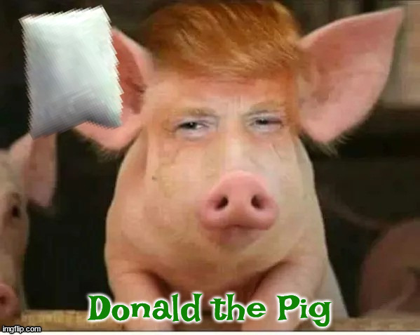 Ham for the camera | Donald the Pig | image tagged in green acres,donald the pig,maga ham,whole hog,missing ear tag | made w/ Imgflip meme maker