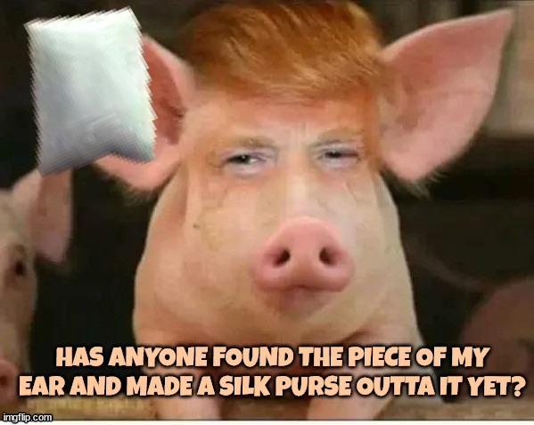 In a pigs ear... | HAS ANYONE FOUND THE PIECE OF MY EAR AND MADE A SILK PURSE OUTTA IT YET? | image tagged in silk purse,piece of ear,i tore my tag off,huge bandage,trump is gay now,oink oink oink | made w/ Imgflip meme maker
