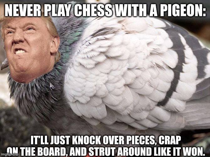 Sums up trump pretty well. | NEVER PLAY CHESS WITH A PIGEON:; IT’LL JUST KNOCK OVER PIECES, CRAP ON THE BOARD, AND STRUT AROUND LIKE IT WON. | image tagged in pigeon,trump,agolf dork,chess,crappy | made w/ Imgflip meme maker