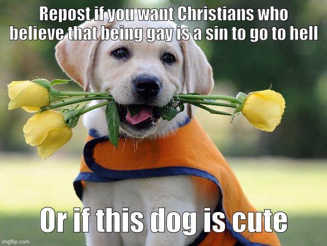 Cute dog | Repost if you want Christians who believe that being gay is a sin to go to hell; Or if this dog is cute | image tagged in cute dog | made w/ Imgflip meme maker