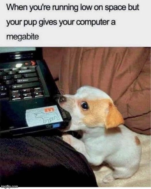 Byte | image tagged in megabye,puppy,bite | made w/ Imgflip meme maker