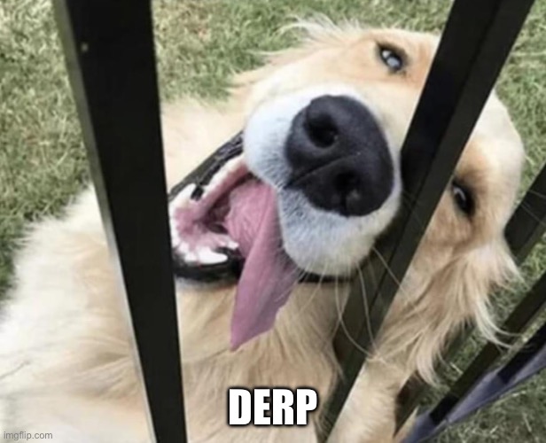 DERP | image tagged in dog,derp | made w/ Imgflip meme maker