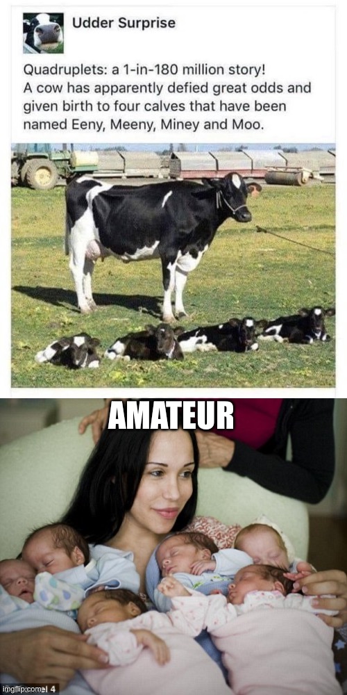 Cow Quad | AMATEUR | image tagged in octomom,quadruplets,cow,calves | made w/ Imgflip meme maker