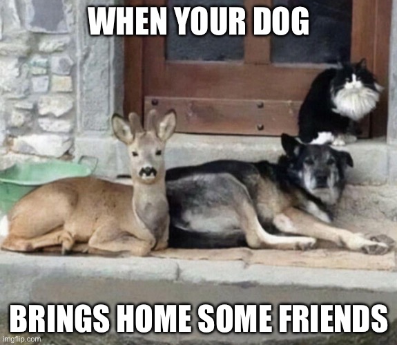 WHEN YOUR DOG; BRINGS HOME SOME FRIENDS | image tagged in dog,friends,cat,deer | made w/ Imgflip meme maker