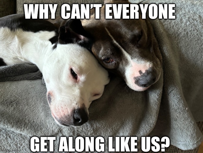 Buddy’s | WHY CAN’T EVERYONE; GET ALONG LIKE US? | image tagged in cute dogs | made w/ Imgflip meme maker