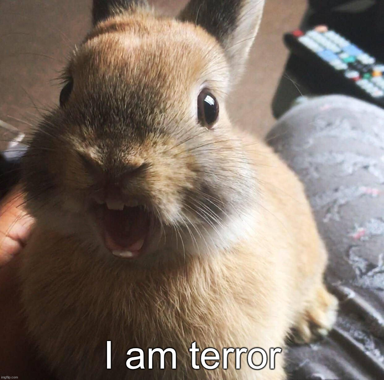 Terror bunny | I am terror | image tagged in bunny | made w/ Imgflip meme maker