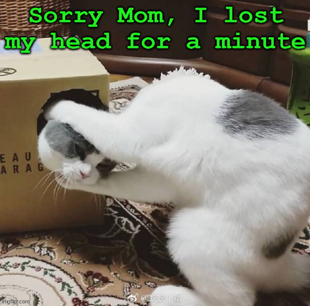 Lost my head | Sorry Mom, I lost my head for a minute | image tagged in cats | made w/ Imgflip meme maker