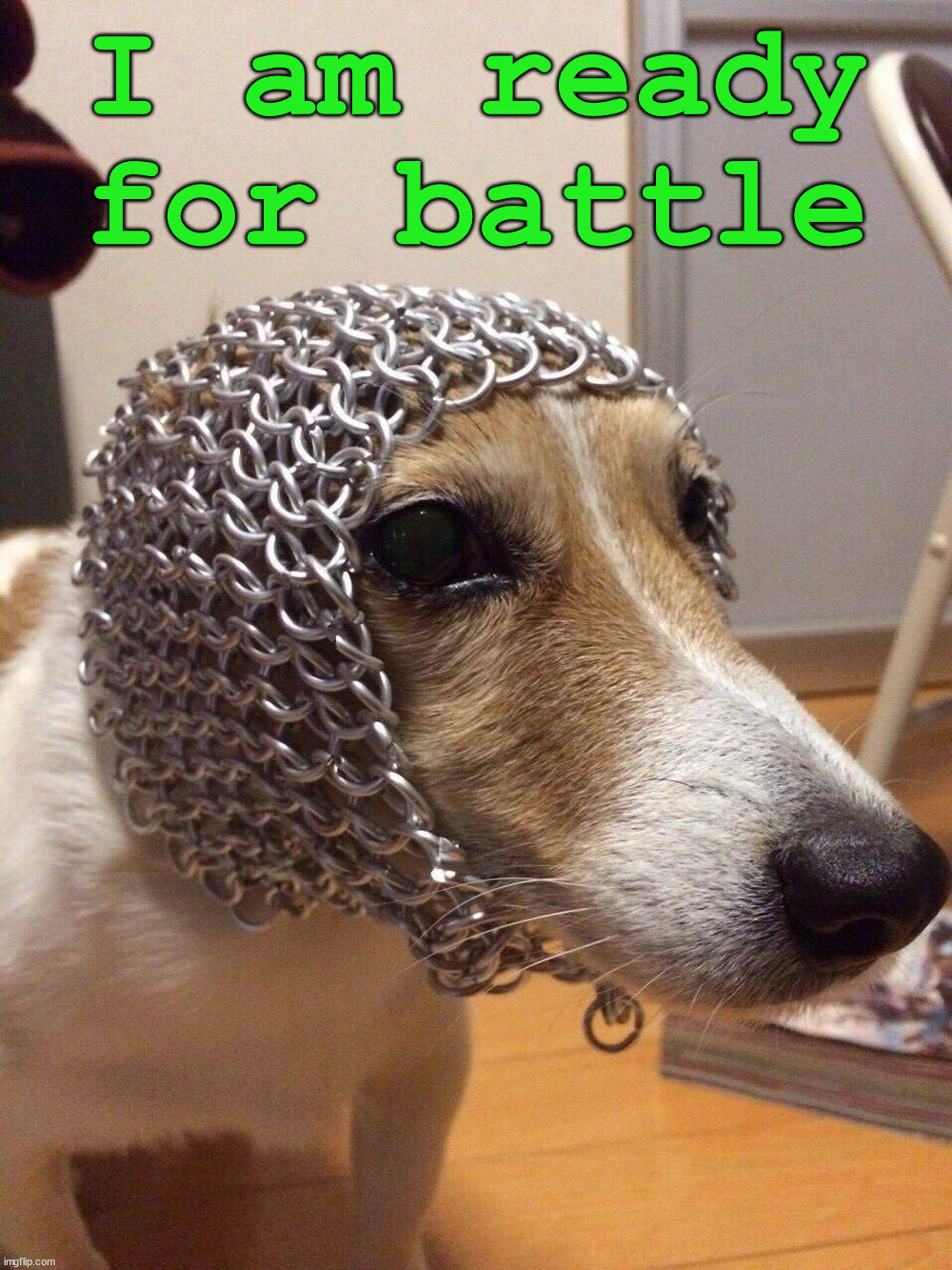 I am ready for battle | image tagged in dogs | made w/ Imgflip meme maker