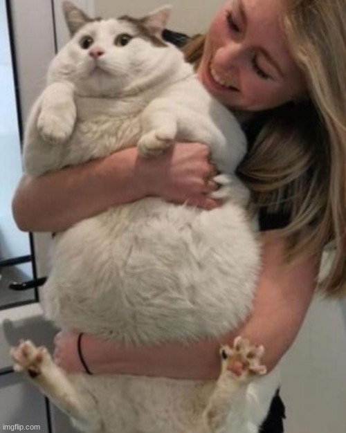 guys who else wants a fatass cat like this | made w/ Imgflip meme maker