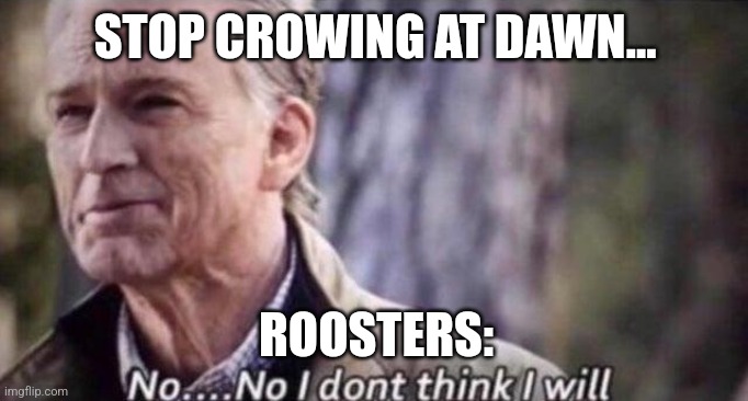 Roosters are stupid and I hate them | STOP CROWING AT DAWN... ROOSTERS: | image tagged in no i don't think i will,memes,funny memes,jpfan102504 | made w/ Imgflip meme maker