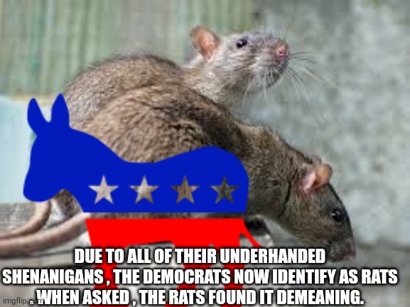 democrats memes | DUE TO ALL OF THEIR UNDERHANDED SHENANIGANS , THE DEMOCRATS NOW IDENTIFY AS RATS . WHEN ASKED , THE RATS FOUND IT DEMEANING. | image tagged in democrats | made w/ Imgflip meme maker
