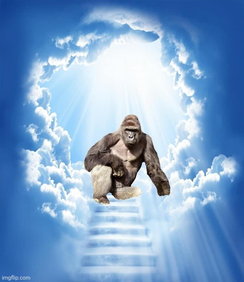 image tagged in amc ape moon harambe | made w/ Imgflip meme maker