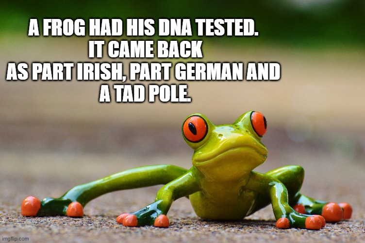 Tad Pole | A FROG HAD HIS DNA TESTED. 
IT CAME BACK AS PART IRISH, PART GERMAN AND 
A TAD POLE. | image tagged in tad pole | made w/ Imgflip meme maker