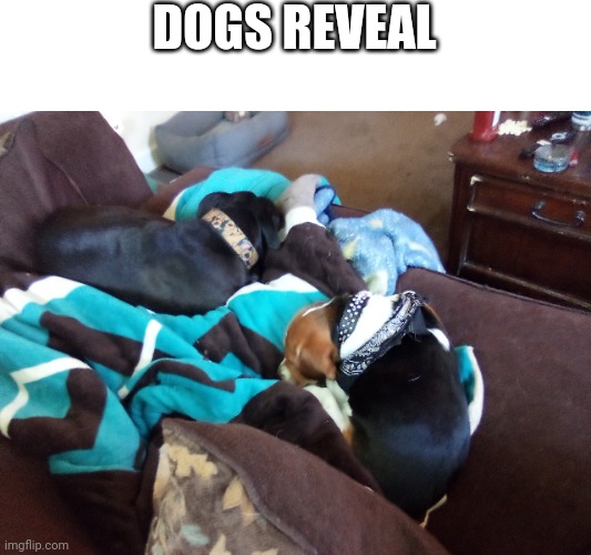 DOGS REVEAL | made w/ Imgflip meme maker