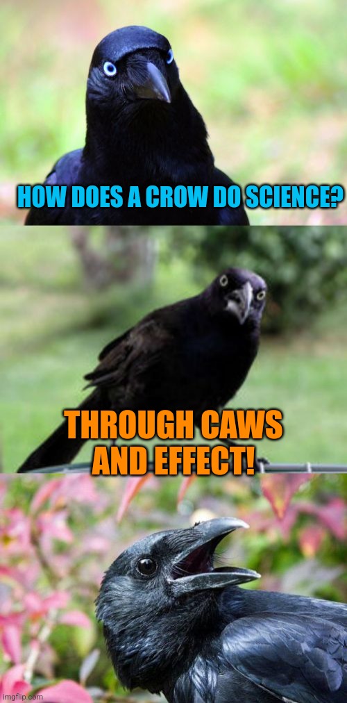 bad pun crow | HOW DOES A CROW DO SCIENCE? THROUGH CAWS AND EFFECT! | image tagged in bad pun crow | made w/ Imgflip meme maker