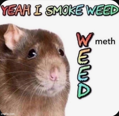 Rat speaks wisdom | image tagged in rats,smoke weed | made w/ Imgflip meme maker