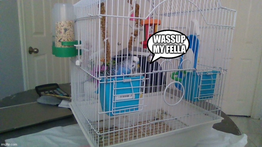 My bird | WASSUP MY FELLA | image tagged in why are you reading the tags | made w/ Imgflip meme maker