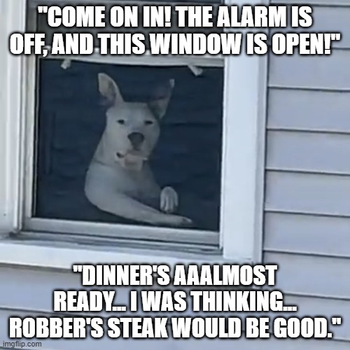 Raubersteak | "COME ON IN! THE ALARM IS OFF, AND THIS WINDOW IS OPEN!"; "DINNER'S AAALMOST READY... I WAS THINKING... ROBBER'S STEAK WOULD BE GOOD." | image tagged in dog,funny,lol | made w/ Imgflip meme maker