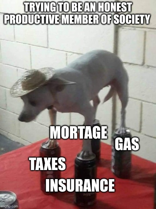 Chihuahua in Hat Balancing on Four Loko Cans | TRYING TO BE AN HONEST PRODUCTIVE MEMBER OF SOCIETY; GAS; MORTAGE; TAXES; INSURANCE | image tagged in chihuahua in hat balancing on four loko cans | made w/ Imgflip meme maker