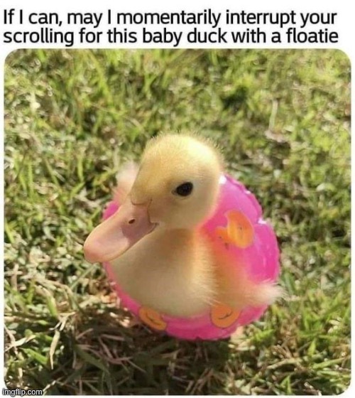 Take a break and enjoy | image tagged in duck,wholesome,cute,memes | made w/ Imgflip meme maker