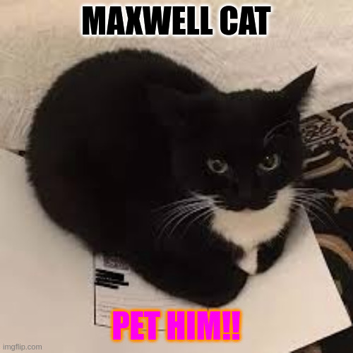 MAXWELL CAT!!! | MAXWELL CAT; PET HIM!! | image tagged in maxwell,cats | made w/ Imgflip meme maker
